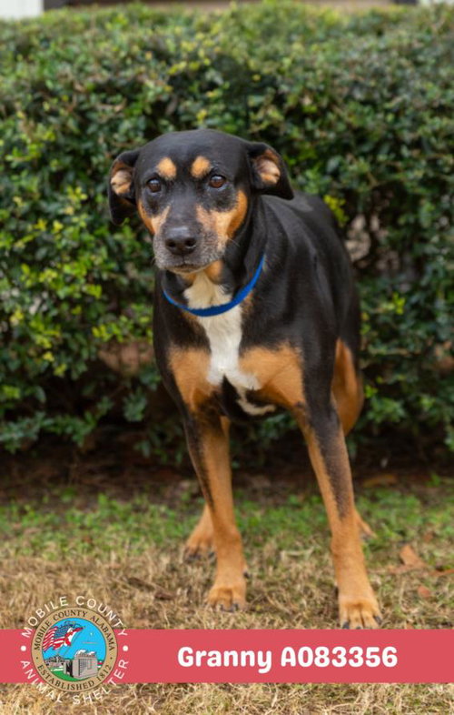 picture of the dog needing adoption