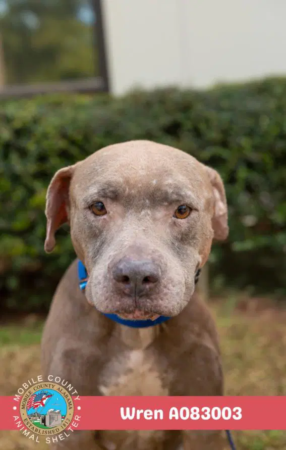 Wren - American Bulldog
