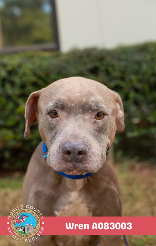 picture of the dog needing adoption