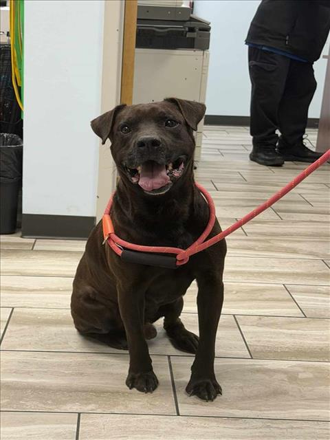 picture of the dog needing adoption
