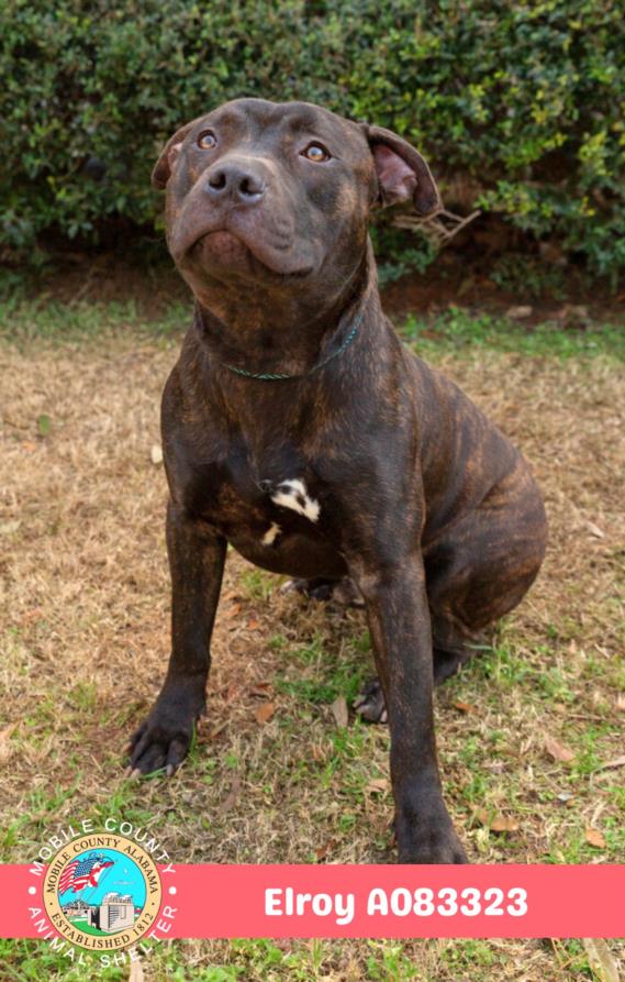 Pit Bull