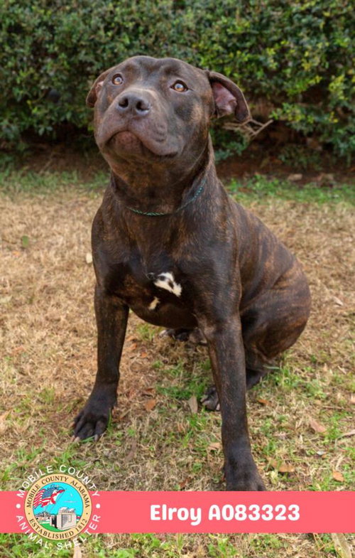 picture of the dog needing adoption