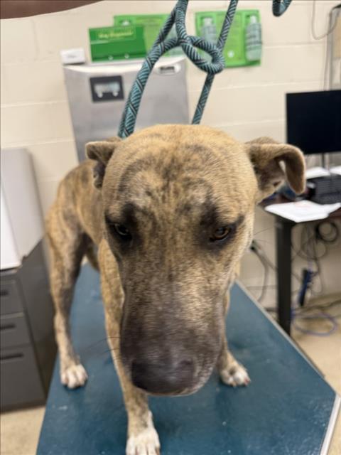 LOUIE Image