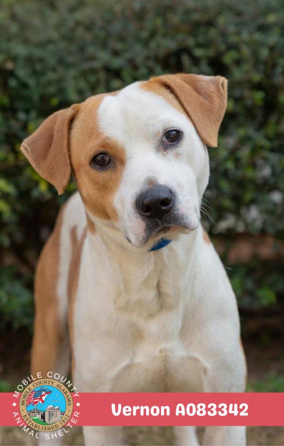 Pit Bull