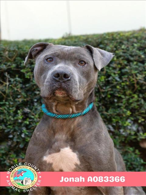 Pit Bull