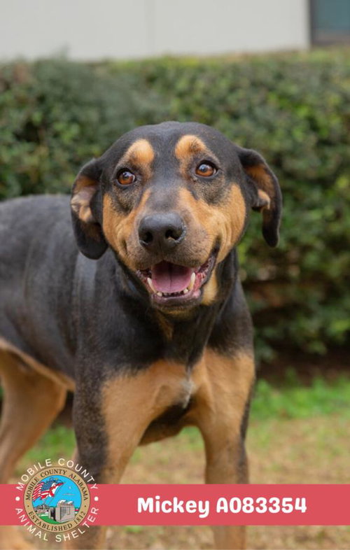 picture of the dog needing adoption