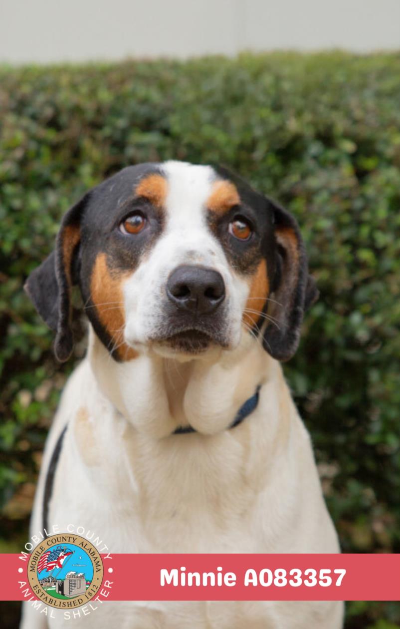 Australian Cattle Dog