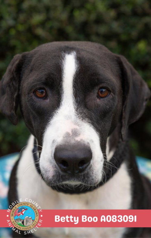 picture of the dog needing adoption