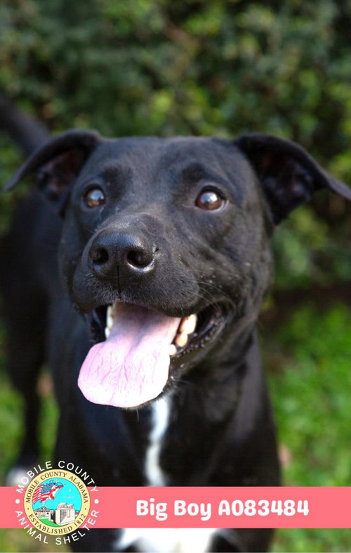 picture of the dog needing adoption