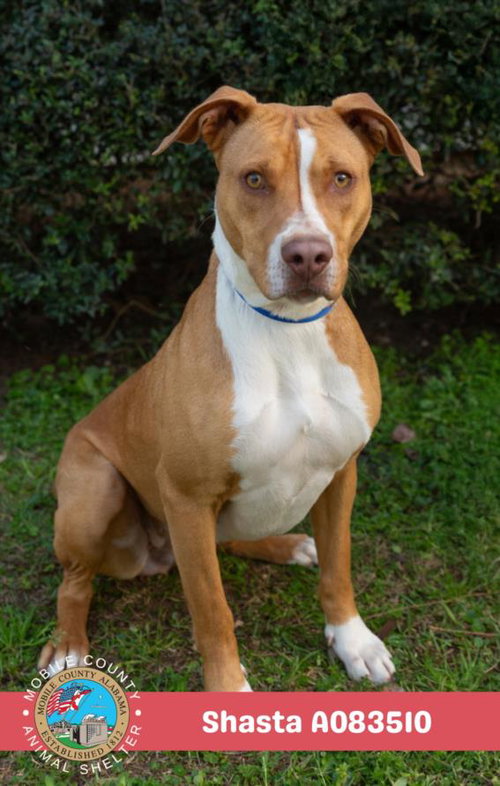 picture of the dog needing adoption