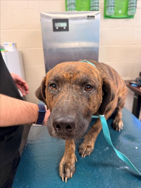 Black Mouth Cur