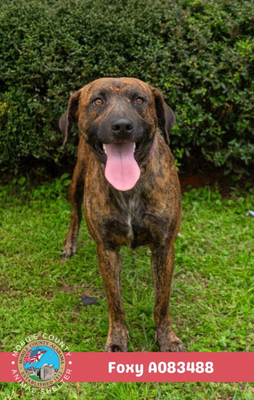 picture of the dog needing adoption
