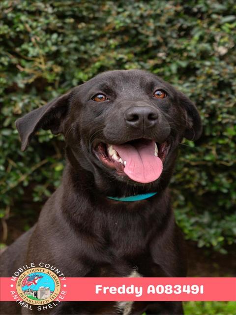 picture of the dog needing adoption