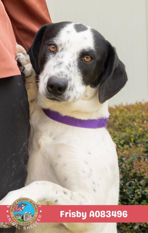 picture of the dog needing adoption