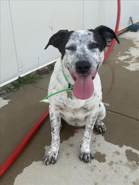 picture of the dog needing adoption