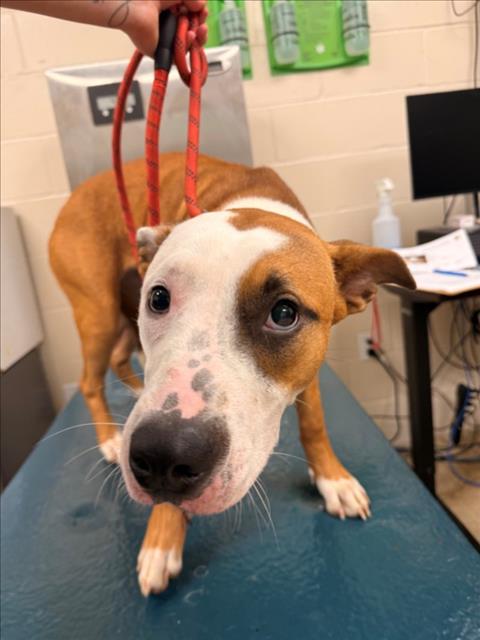 Porche