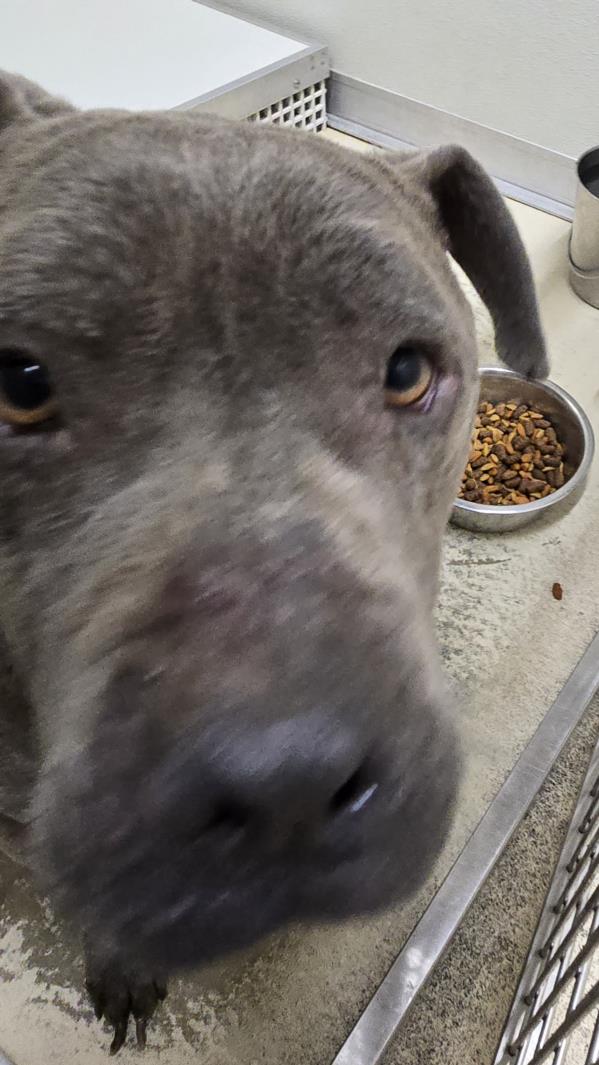 Pit Bull