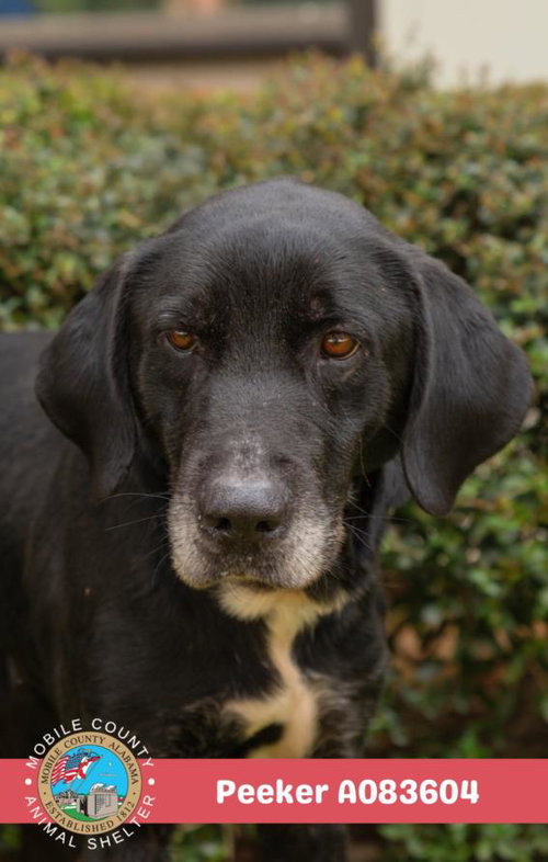 picture of the dog needing adoption