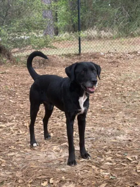 Peeker - Labrador Retriever