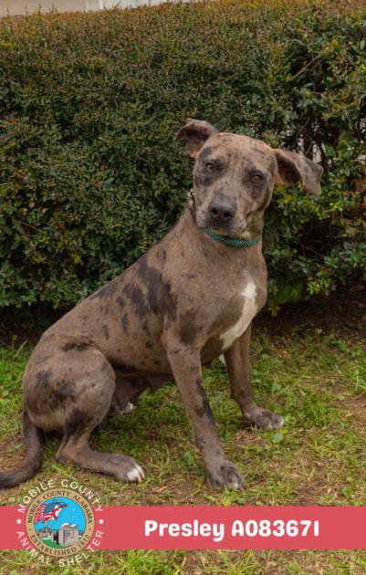 picture of the dog needing adoption