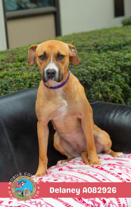 DELANEY, an adoptable Black Mouth Cur in Mobile, AL