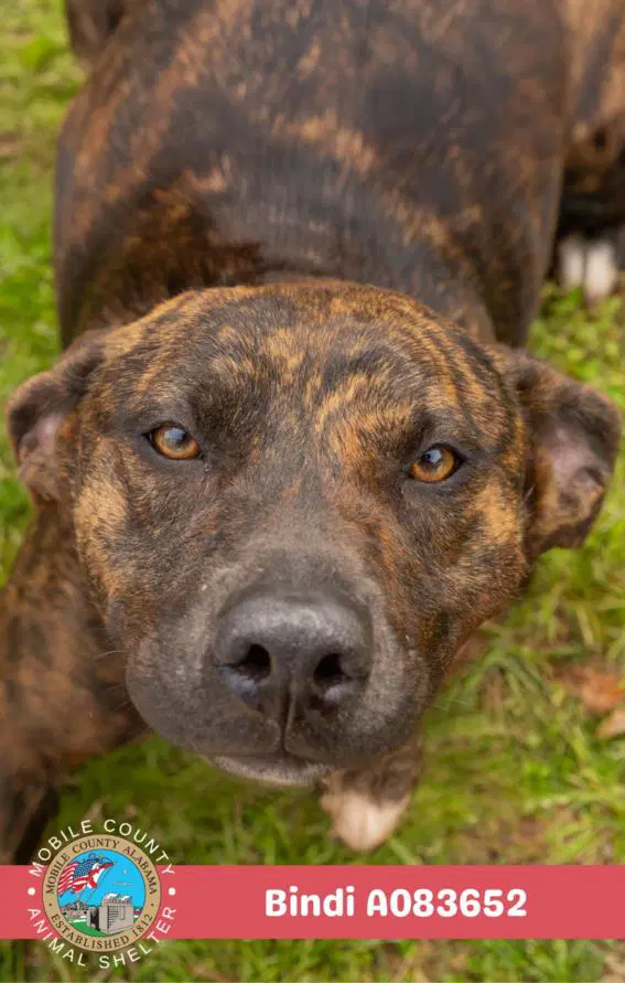 Bindi - Plott Hound