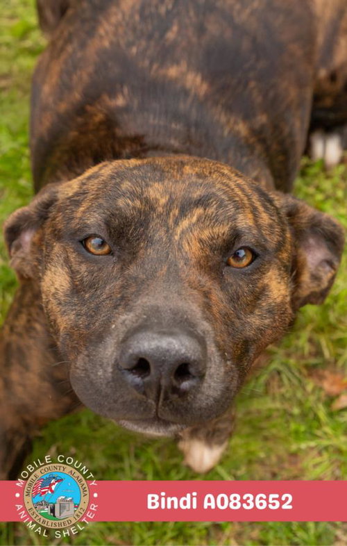 BINDI, an adoptable Plott Hound in Mobile, AL