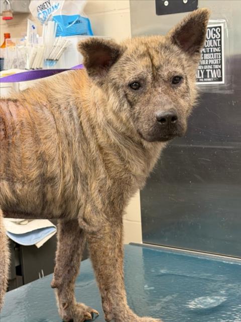 WILEY, an adoptable Chow Chow in Mobile, AL