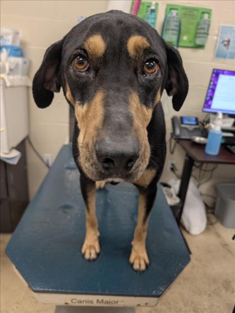 picture of the dog needing adoption