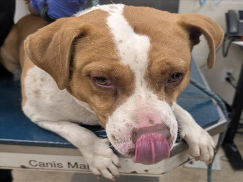picture of the dog needing adoption