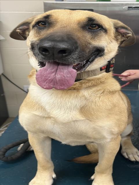 LUNA, an adoptable German Shepherd Dog in Mobile, AL