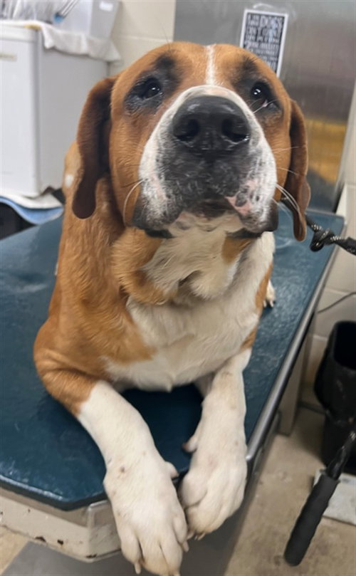 BUSTER, an adoptable Saint Bernard in Mobile, AL