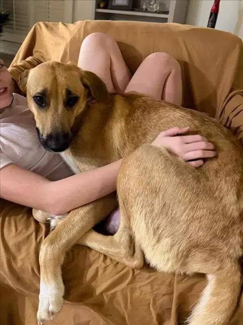 Maple - Labrador Retriever
