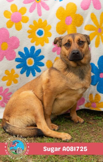 picture of the dog needing adoption