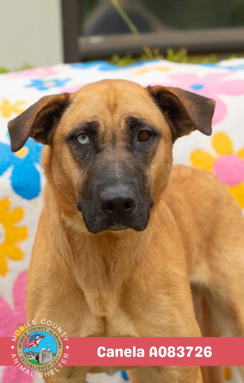 picture of the dog needing adoption