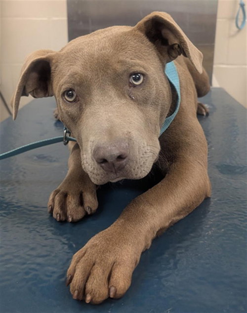 BUNNY, an adoptable Bulldog in Mobile, AL