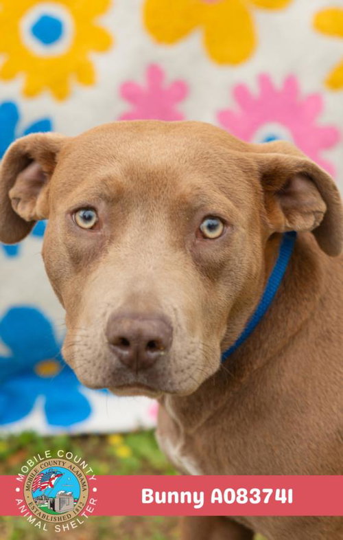 picture of the dog needing adoption