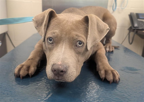 LAMBCHOP, an adoptable Bulldog in Mobile, AL