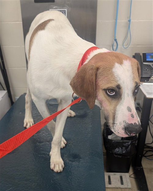 BRIGGS, an adoptable Treeing Walker Coonhound in Mobile, AL