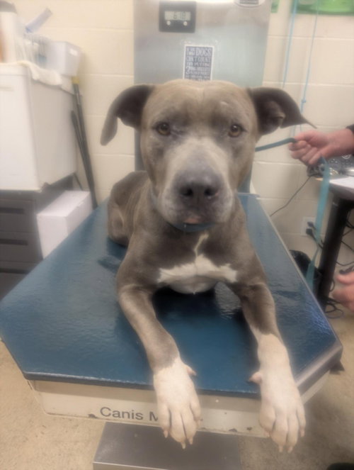 GLENDA, an adoptable Bulldog in Mobile, AL