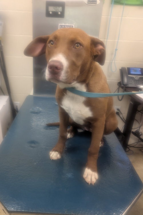 LACY, an adoptable Bulldog in Mobile, AL