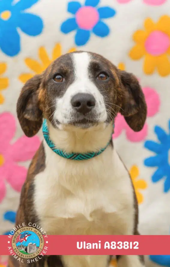 Ulani - Beagle