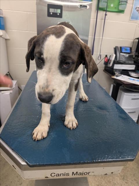UNI, an adoptable Beagle in Mobile, AL