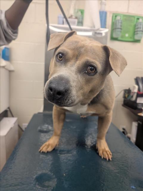 GUMBO, an adoptable American Bulldog in Mobile, AL