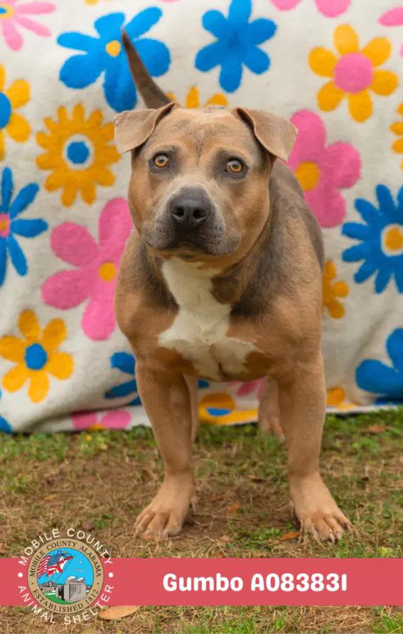 Gumbo - American Bulldog