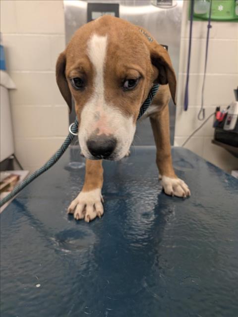ULRIC, an adoptable Beagle in Mobile, AL
