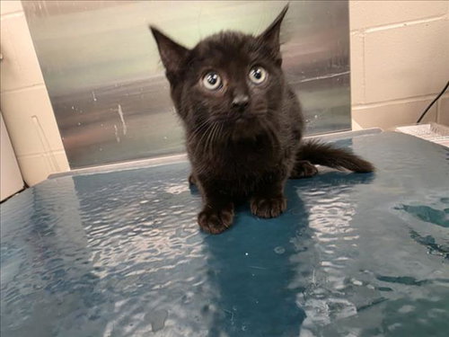 NYLES, an adoptable Domestic Medium Hair in Mobile, AL