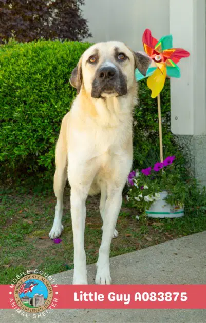 Little Guy - Anatolian Shepherd