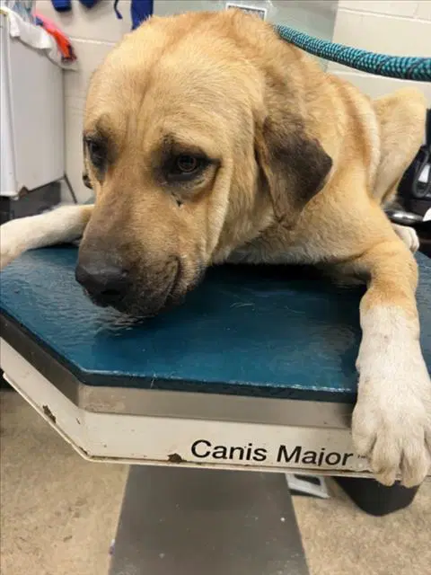 Big Boy - Anatolian Shepherd