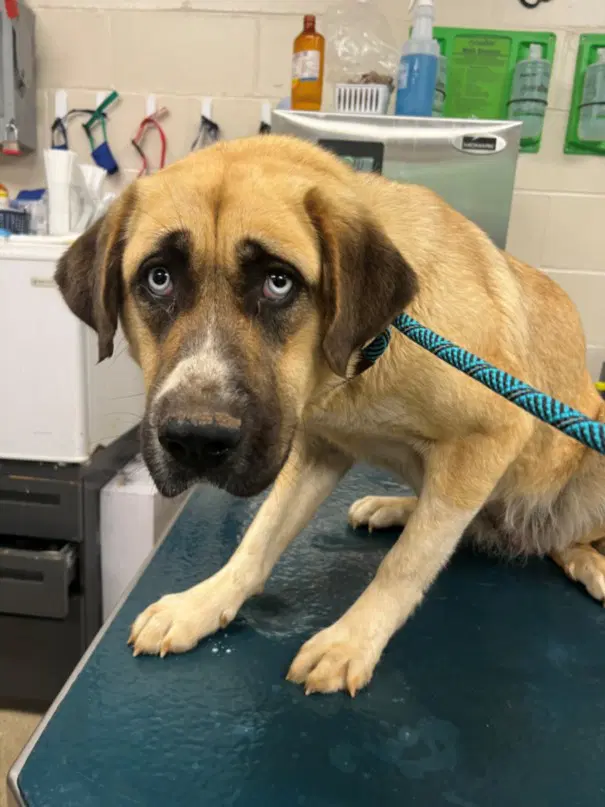 Baby Girl - Anatolian Shepherd
